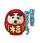 ビションわらび V5（個別スタンプ：8）