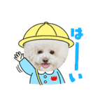 ビションわらび V5（個別スタンプ：10）