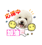 ビションわらび V5（個別スタンプ：11）
