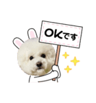 ビションわらび V5（個別スタンプ：13）