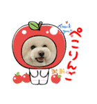 ビションわらび V5（個別スタンプ：19）