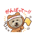ビションわらび V5（個別スタンプ：22）