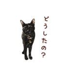 サビ猫のアート風スタンプ（個別スタンプ：10）