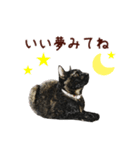 サビ猫のアート風スタンプ（個別スタンプ：36）