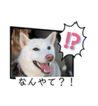 柴犬らむるんฅ´•ᴥ•`ฅ（個別スタンプ：4）