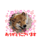 柴犬らむるんฅ´•ᴥ•`ฅ（個別スタンプ：10）