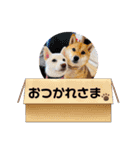 柴犬らむるんฅ´•ᴥ•`ฅ（個別スタンプ：13）