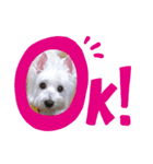 チェコたんキャンちゃんスタンプ（個別スタンプ：3）