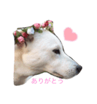 紀州犬 琥珀ちゃん ①（個別スタンプ：1）