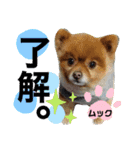 我が家の家族達(^○^)（個別スタンプ：2）