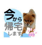 我が家の家族達(^○^)（個別スタンプ：6）