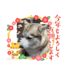 我が家の家族達(^○^)（個別スタンプ：12）