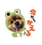 我が家の家族達(^○^)（個別スタンプ：15）