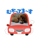 我が家の家族達(^○^)（個別スタンプ：16）