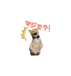 ポメとボーダーと時々猫（個別スタンプ：2）