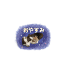 ポメとボーダーと時々猫（個別スタンプ：4）