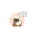 ポメとボーダーと時々猫（個別スタンプ：9）