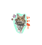 ポメとボーダーと時々猫（個別スタンプ：11）