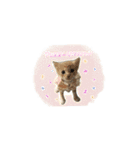 ポメとボーダーと時々猫（個別スタンプ：12）