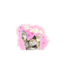 ポメとボーダーと時々猫（個別スタンプ：13）