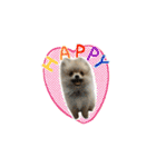 ポメとボーダーと時々猫（個別スタンプ：17）