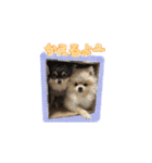 ポメとボーダーと時々猫（個別スタンプ：22）