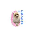 ポメとボーダーと時々猫（個別スタンプ：26）