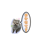 ポメとボーダーと時々猫（個別スタンプ：27）