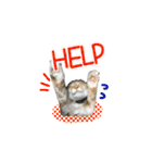 ポメとボーダーと時々猫（個別スタンプ：31）