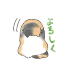 うちの5匹（個別スタンプ：27）