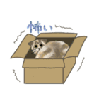 うちの5匹（個別スタンプ：40）
