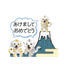 虎マルチーズ！で新年のご挨拶♪（個別スタンプ：1）