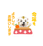 虎マルチーズ！で新年のご挨拶♪（個別スタンプ：2）