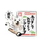 虎マルチーズ！で新年のご挨拶♪（個別スタンプ：6）