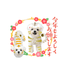 虎マルチーズ！で新年のご挨拶♪（個別スタンプ：8）