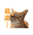 猫三昧！8匹集合（個別スタンプ：1）