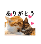 猫三昧！8匹集合（個別スタンプ：2）