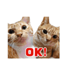 猫三昧！8匹集合（個別スタンプ：3）