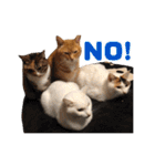 猫三昧！8匹集合（個別スタンプ：4）