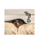 猫三昧！8匹集合（個別スタンプ：7）
