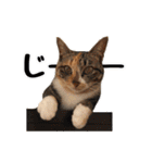 猫三昧！8匹集合（個別スタンプ：8）