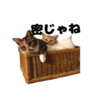 猫三昧！8匹集合（個別スタンプ：9）