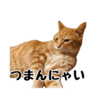 猫三昧！8匹集合（個別スタンプ：10）