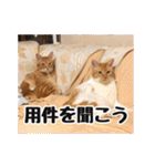 猫三昧！8匹集合（個別スタンプ：12）