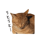 猫三昧！8匹集合（個別スタンプ：14）