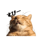 猫三昧！8匹集合（個別スタンプ：15）