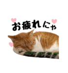 猫三昧！8匹集合（個別スタンプ：16）