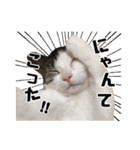 猫三昧！8匹集合（個別スタンプ：17）