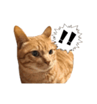 猫三昧！8匹集合（個別スタンプ：18）