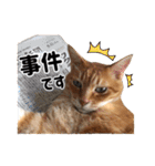 猫三昧！8匹集合（個別スタンプ：19）